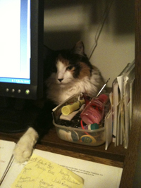 My cat Folly watching me write.